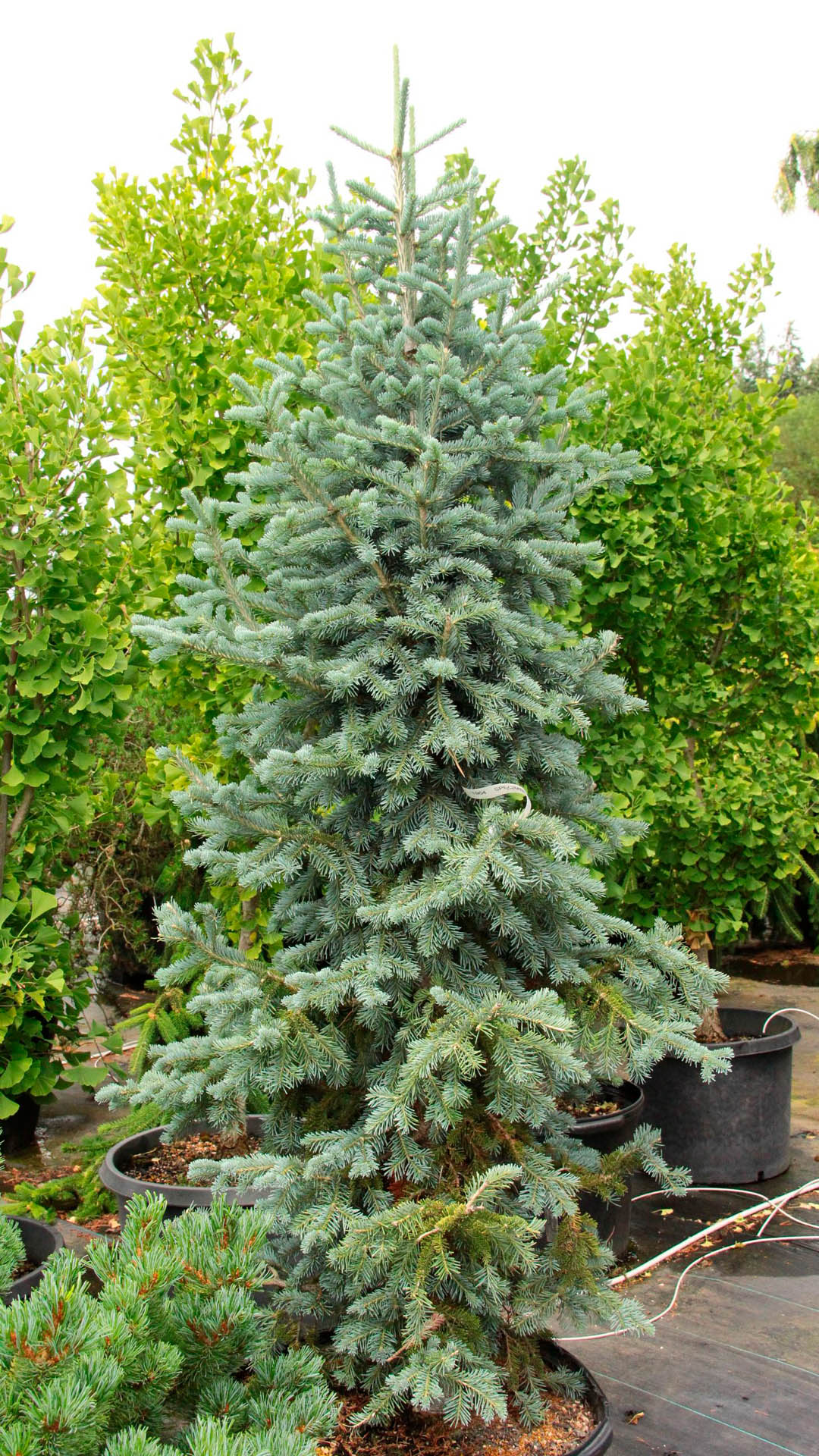 NOBU様専用 レア品種 abies koreana lasiocarpa 【公式通販】 NOBU様専用 レア品種 abies koreana lasiocarpa 【公式通販】